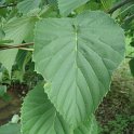 Davidia involucrata feuille